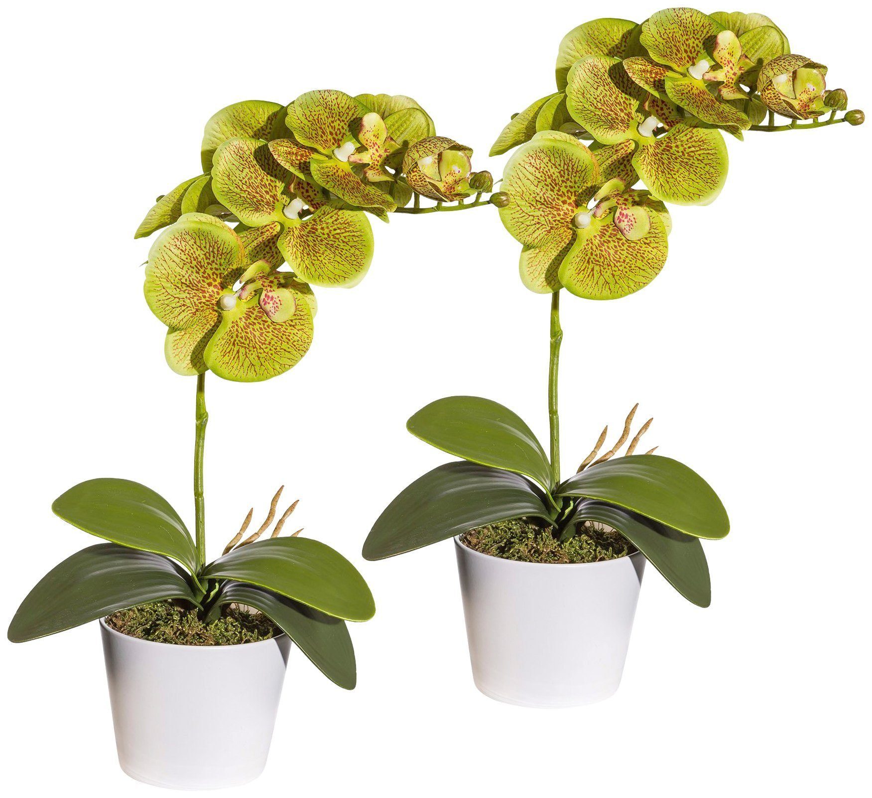Creativ green Kunstplant Vlinderorchidee in een keramische pot (set)