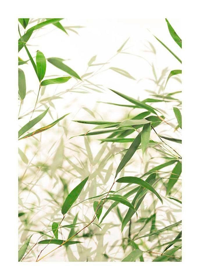 Komar Poster Bamboe Leaves Hoogte: 50 cm