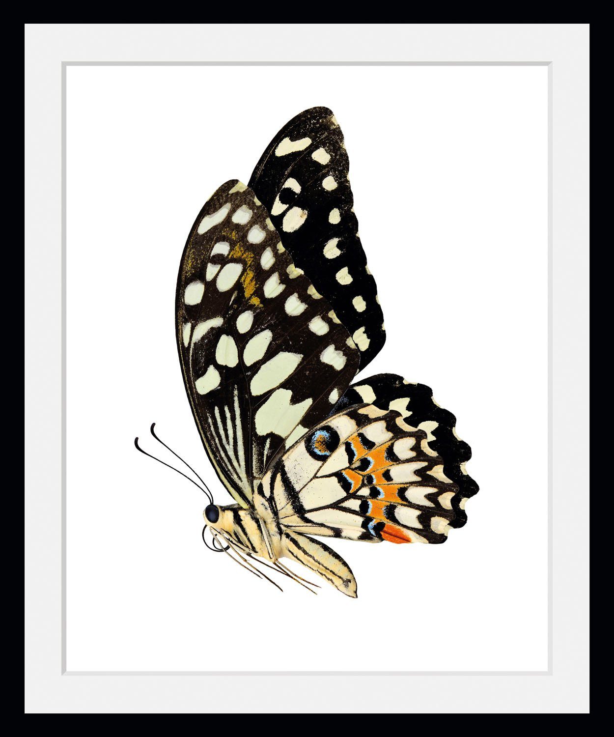 queence Wanddecoratie ANDY HD premium posterdruk incl. houten lijst (1 stuk)