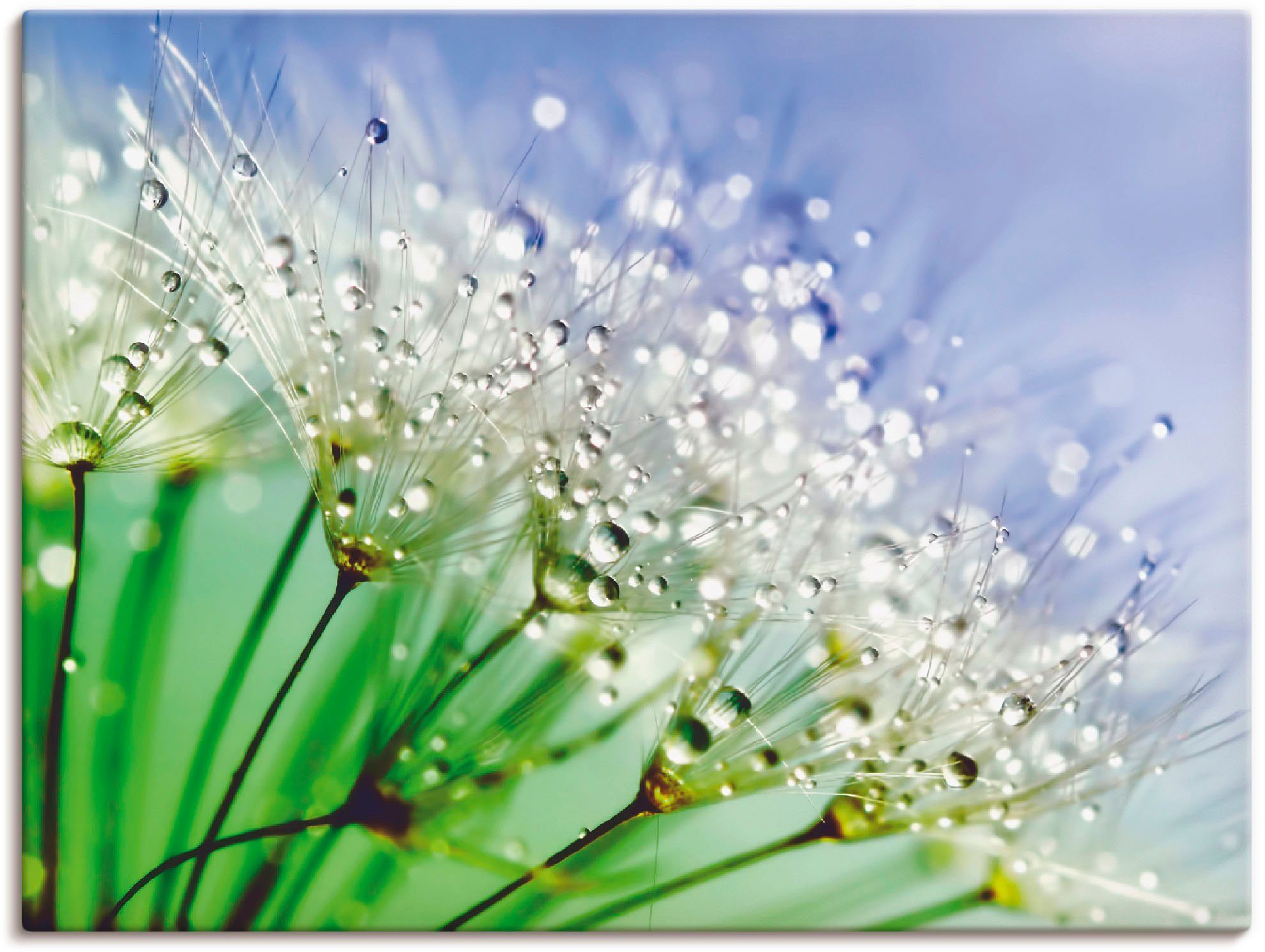 Artland artprint Glitzernde Pusteblume III