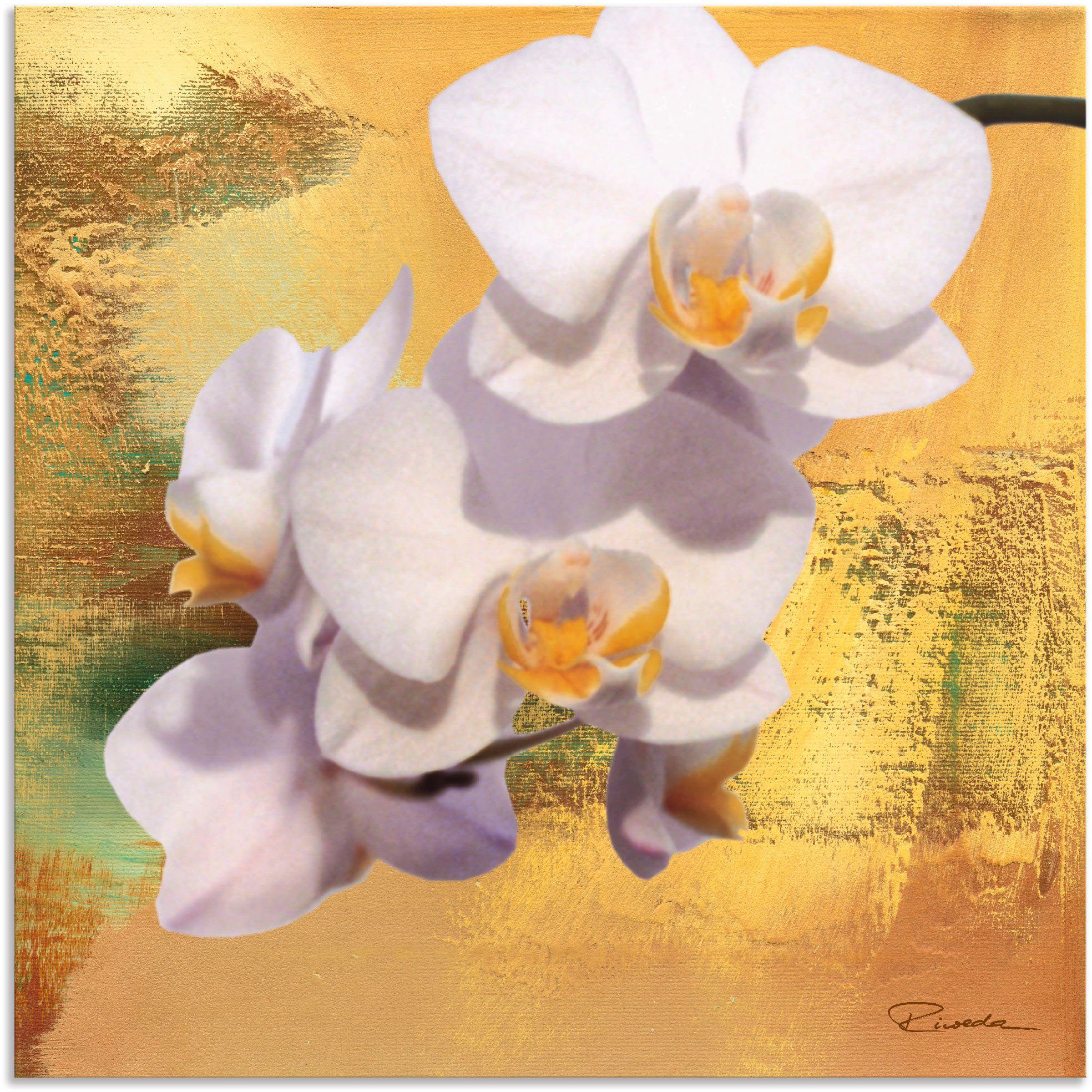 Artland Artprint Witte orchidee II in vele afmetingen & productsoorten - artprint van aluminium / artprint voor buiten, artprint op linnen, poster, muursticker / wandfolie ook gesc