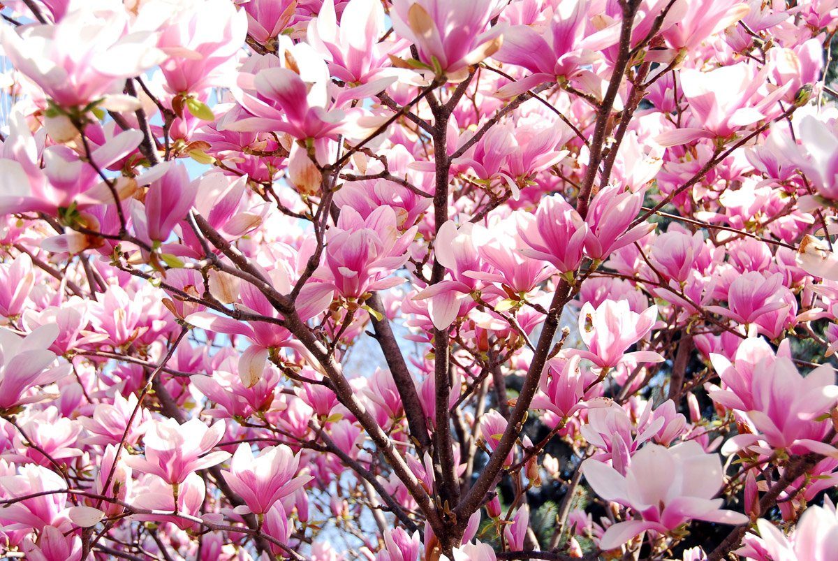 Papermoon Fotobehang Blühende Magnolie