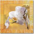 artland artprint witte orchidee i (1 stuk) wit