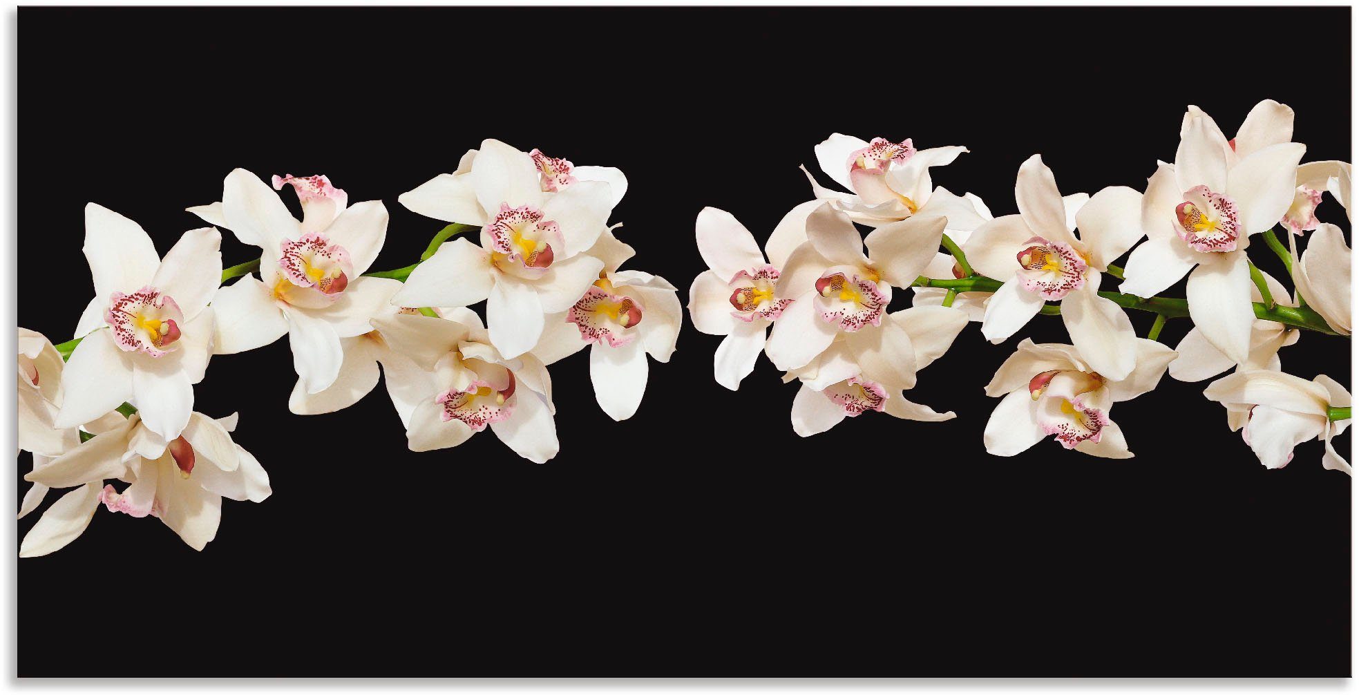 Artland Artprint Witte orchideeën in vele afmetingen & productsoorten - artprint van aluminium / artprint voor buiten, artprint op linnen, poster, muursticker / wandfolie ook gesch