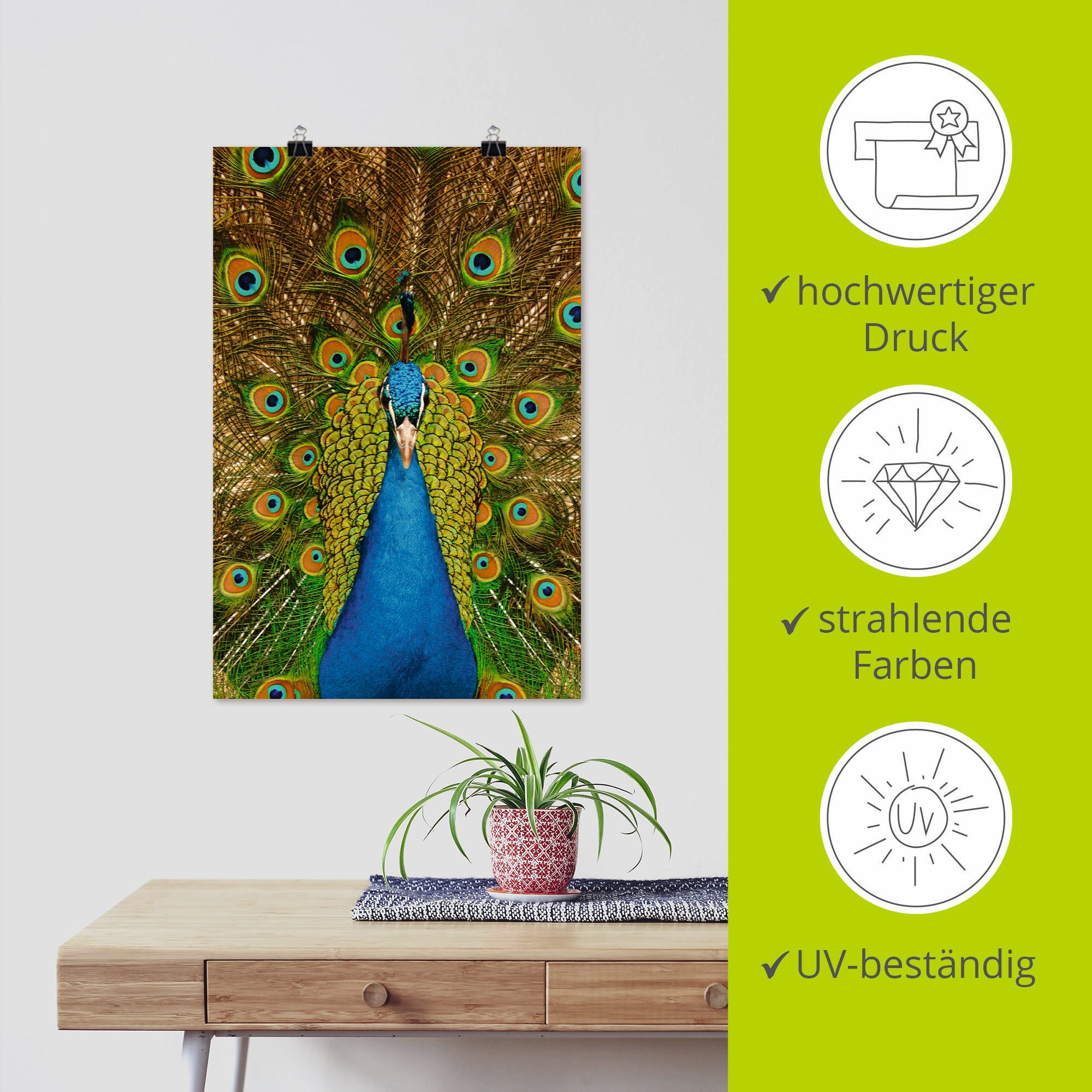 Artland Poster Trotse pauw als artprint van aluminium, artprint op linnen, muursticker of poster in verschillende maten