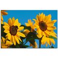 artland artprint op linnen zonnebloemen gespannen op een spieraam