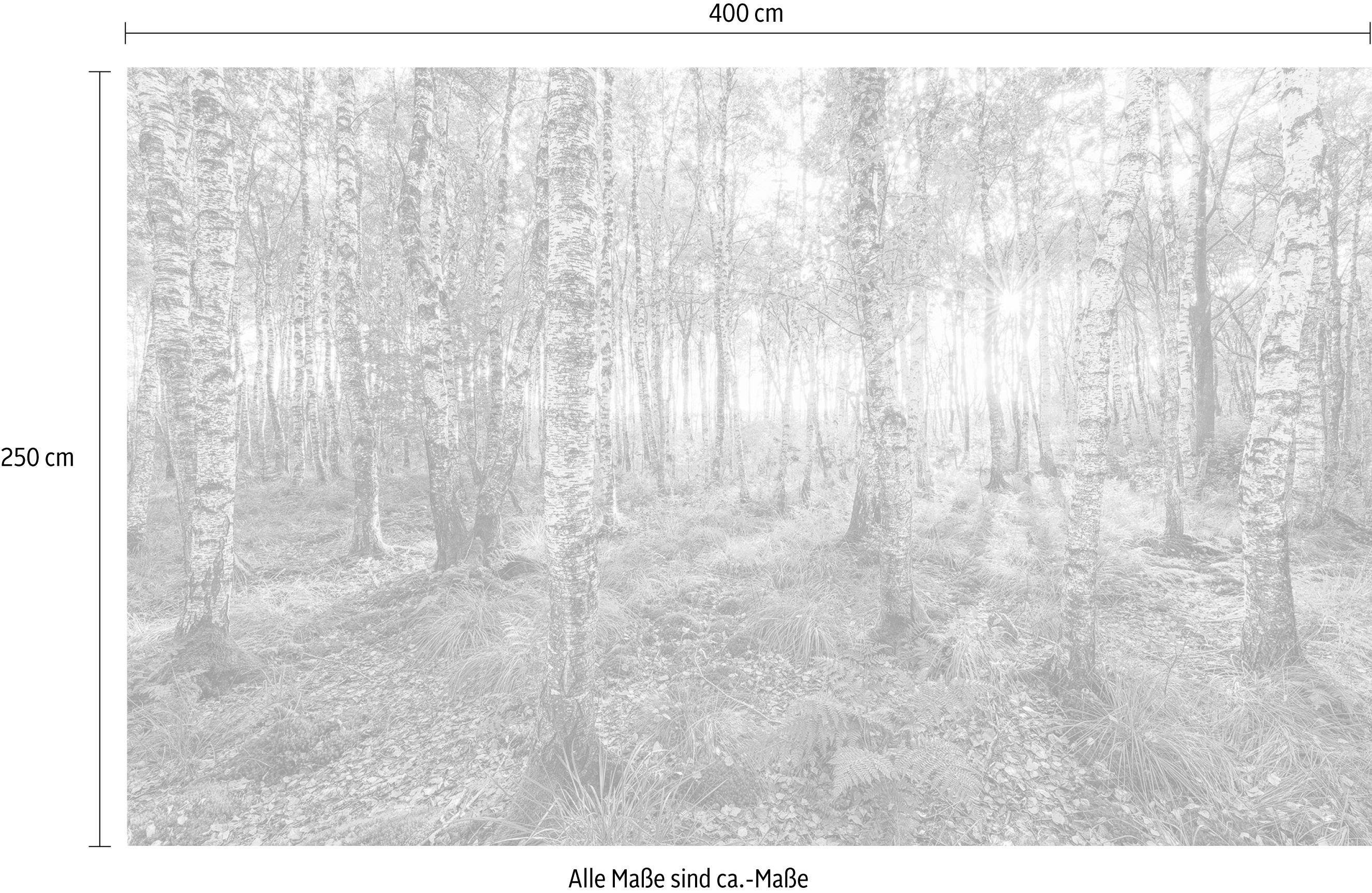 Komar Vliesbehang Digitale print vlies - Birch Trees - Afmeting 400 x 250 cm (1 stuk)