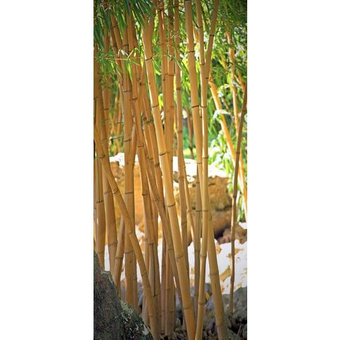 Papermoon fotobehang Bamboo Türtapete