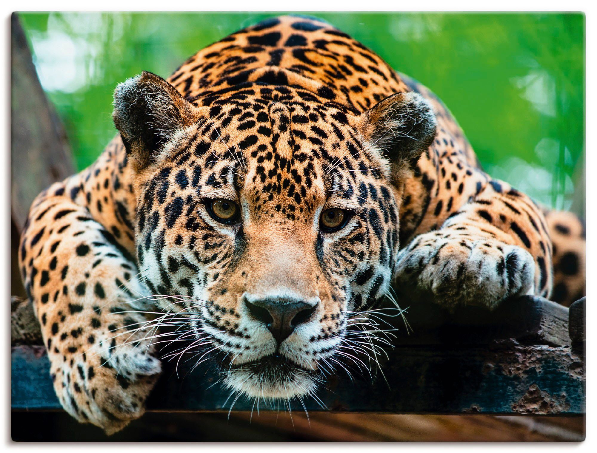 Artland Artprint Zuid-Amerikaanse jaguar in vele afmetingen & productsoorten - artprint van aluminium / artprint voor buiten, artprint op linnen, poster, muursticker / wandfolie oo