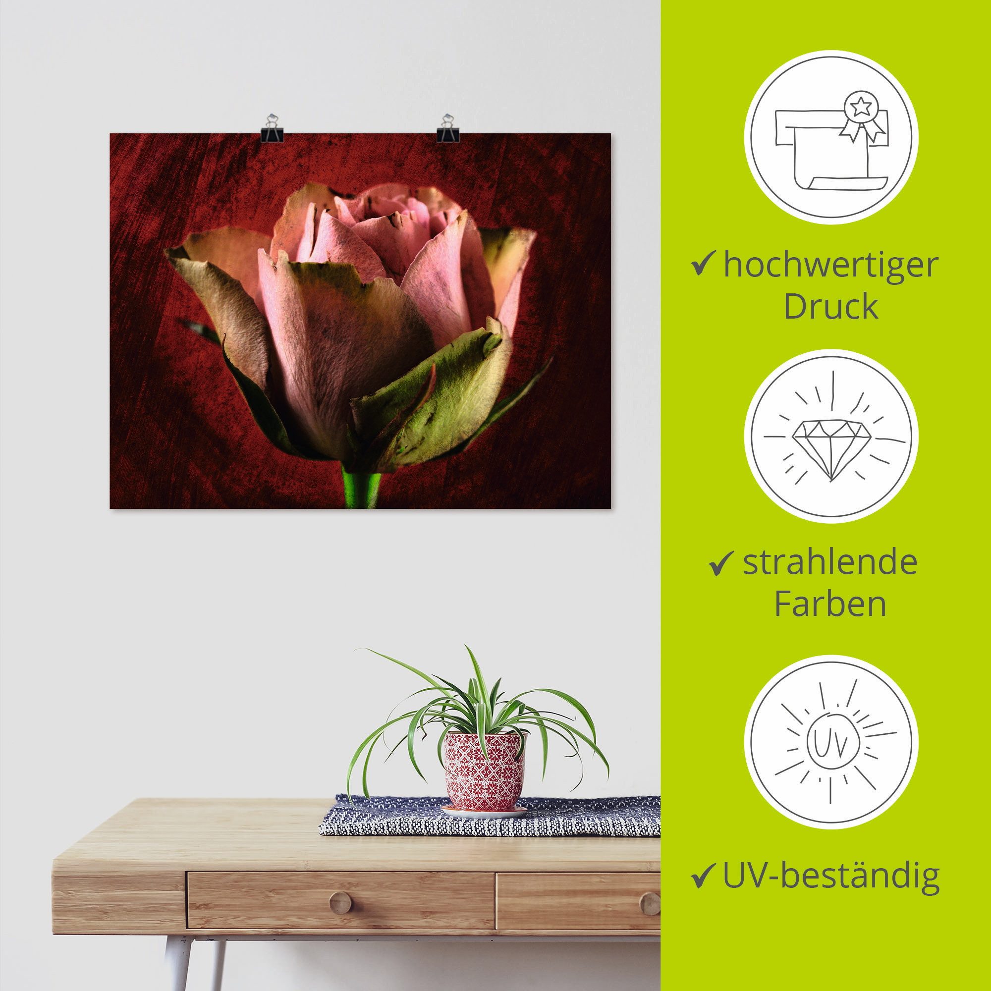 Artland Poster Roze roos als artprint op linnen, muursticker of poster in verschillende maten