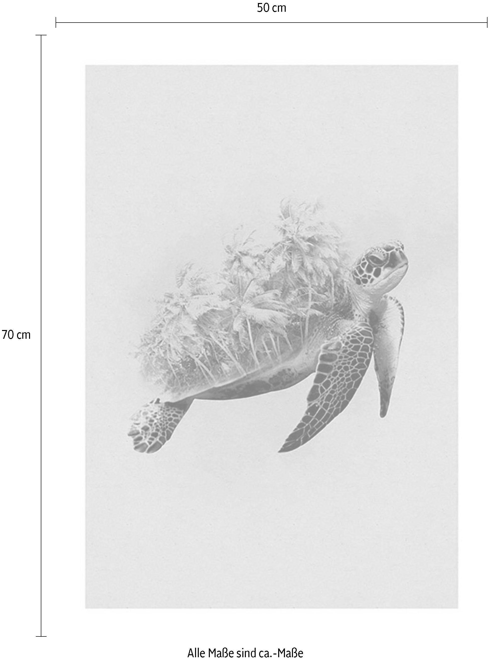 Komar Wanddecoratie Animals Paradise Turtle Wanddecoratie - zonder lijst (1 stuk)
