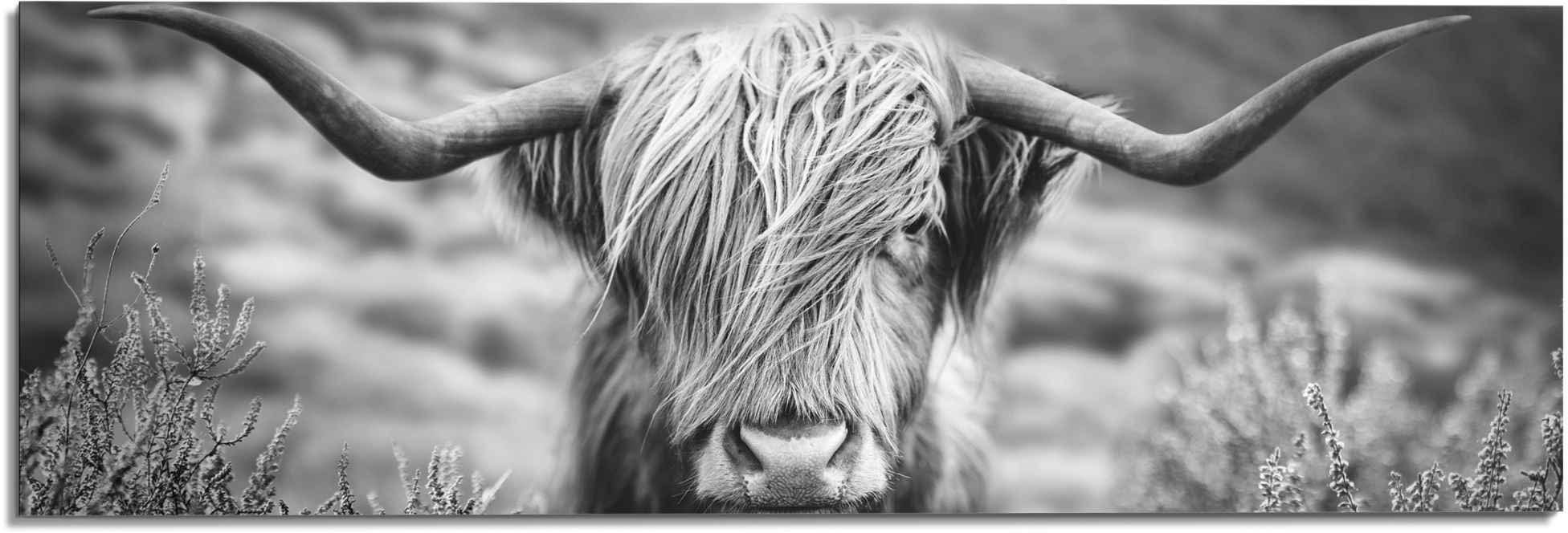 Reinders! Artprint Highlander stier diermotief - close-up - Schotse hooglander beeld