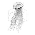 komar poster jellyfish white hoogte: 40 cm multicolor