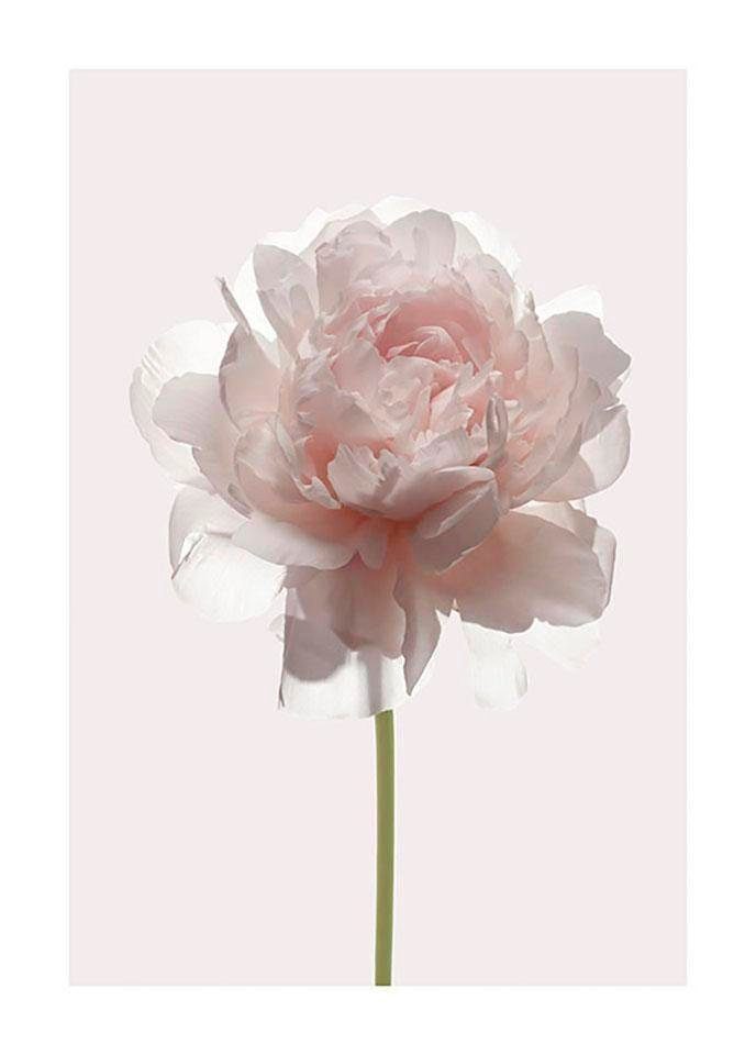 Komar Wanddecoratie Rosé Wanddecoratie - zonder lijst (1 stuk)