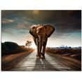 artland print op glas een olifant loopt op de weg (1 stuk) bruin