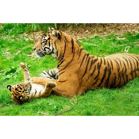BMD fotobehang Tiger with Baby