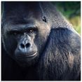 artland print op glas gorilla (1 stuk) zwart