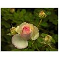 artland print op glas roze roos (1 stuk) groen