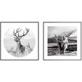 reinders! artprint set artprints wilde natuur edelhert - gewei - schotse hooglander stier (2 stuks) zwart