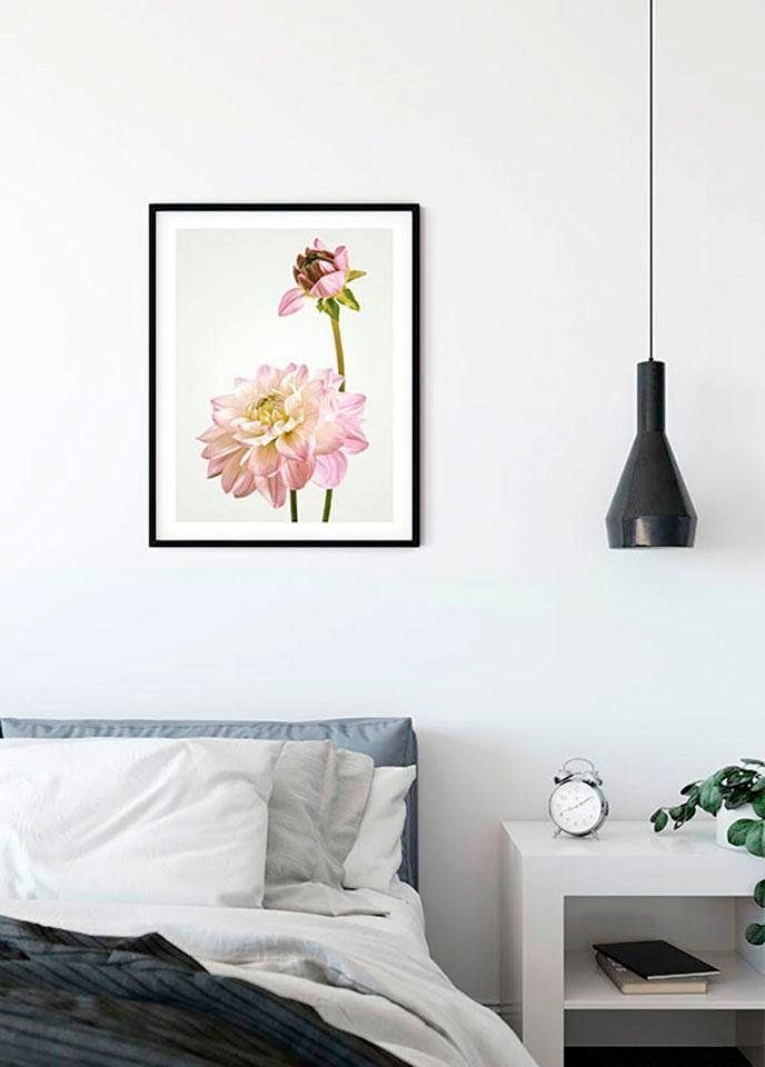Komar Wanddecoratie Dahlia Wanddecoratie - zonder lijst (1 stuk)