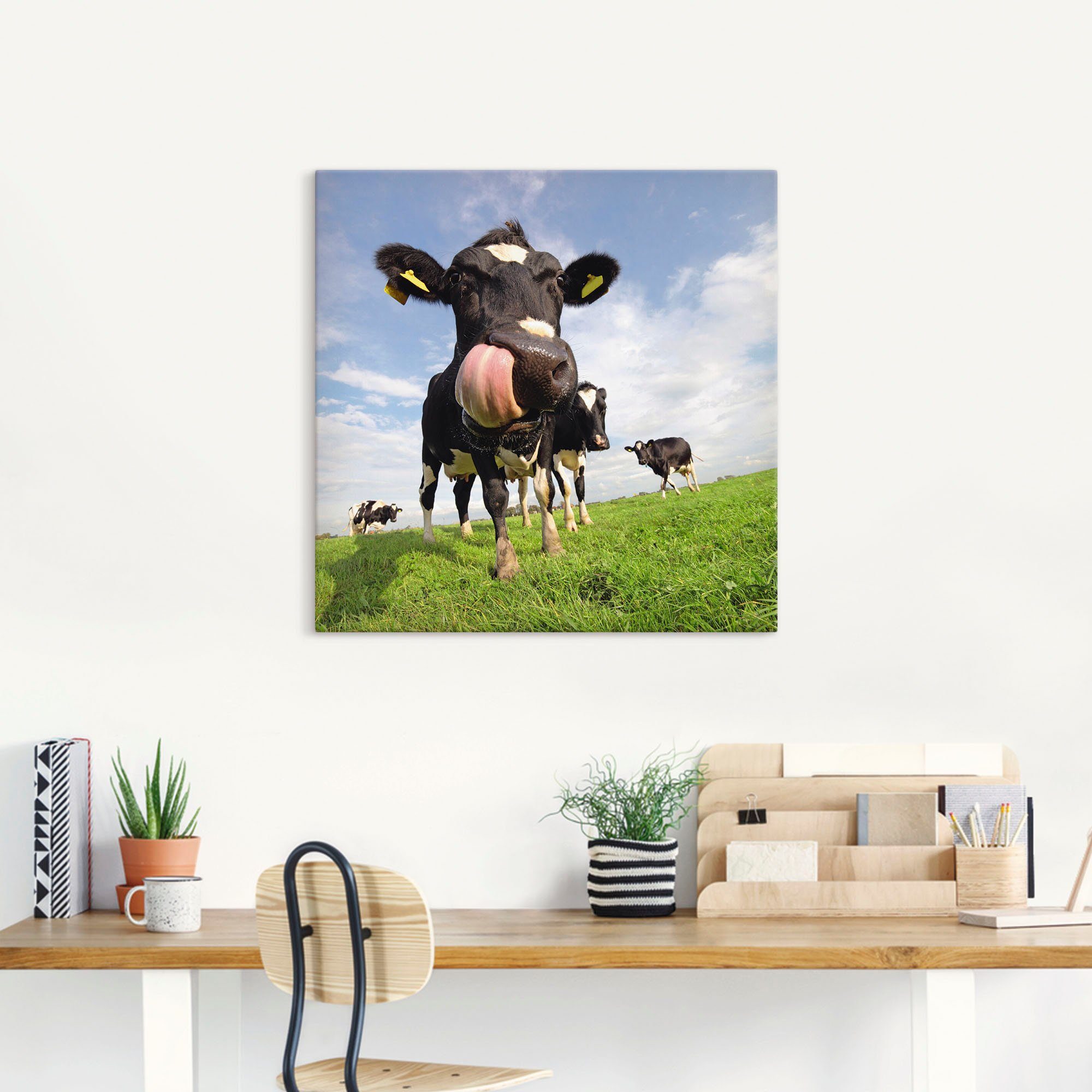 Artland Artprint Holstein-koe met enorme tong als artprint van aluminium, artprint voor buiten, artprint op linnen, poster, muursticker