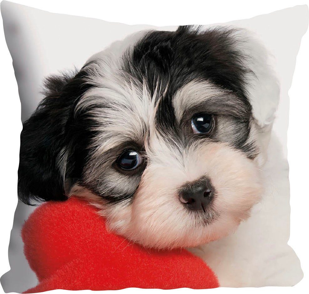 queence Sierkussen Vanessa Kussenhoes, schattige kleine hond, schattig, dierenmotief, charmant, vriendelijk (1 stuk)