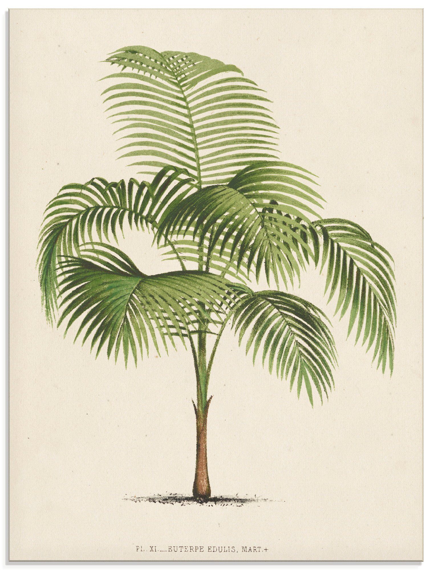 Artland Print op glas Palm I (1 stuk)