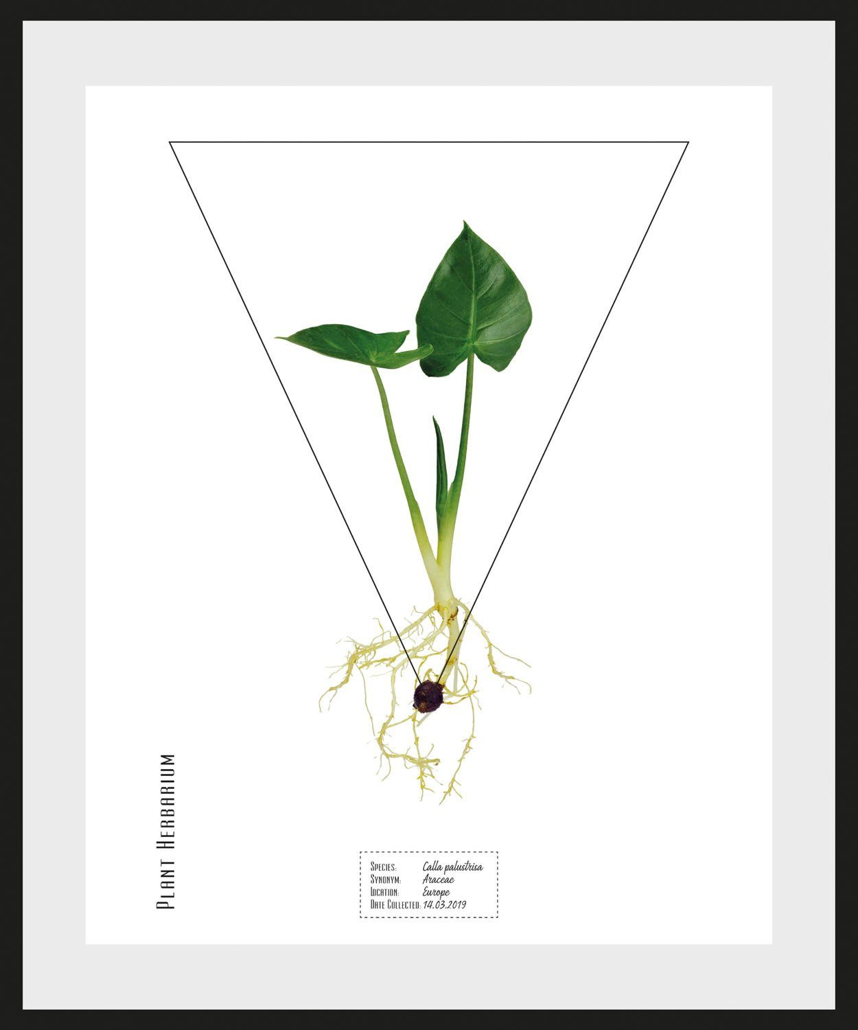 queence Wanddecoratie Calla palustrisa HD premium posterdruk incl. houten lijst (1 stuk)
