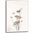 reinders! wanddecoratie ingelijste print berenklauw natuur - plant - gedroogd - bloemen (1 stuk) geel