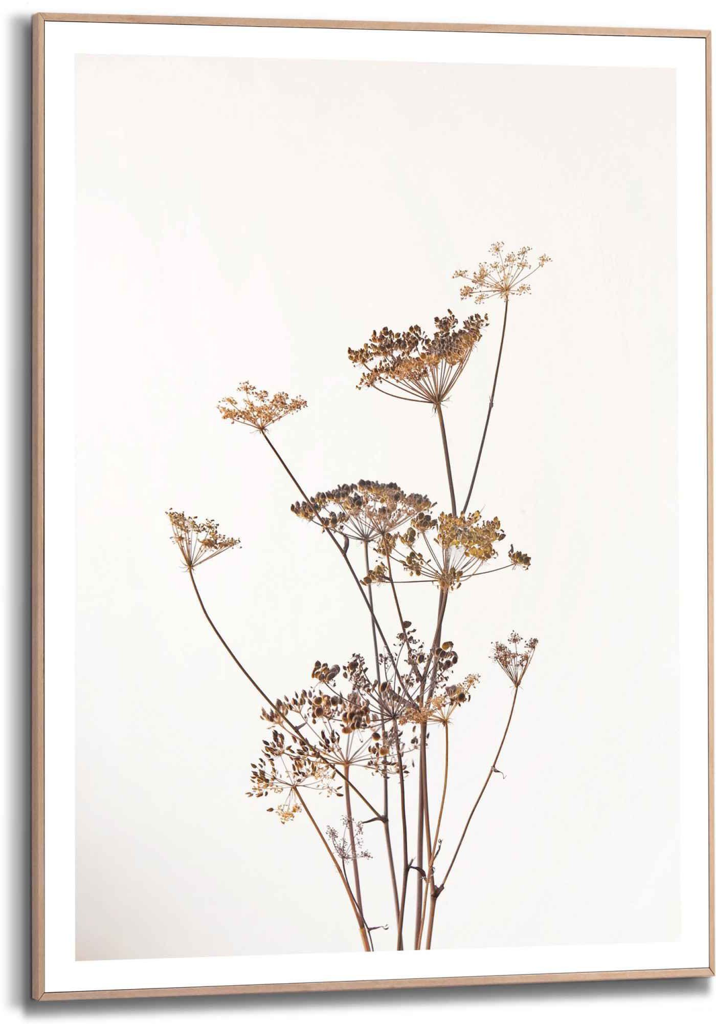 reinders! wanddecoratie ingelijste print berenklauw natuur - plant - gedroogd - bloemen geel