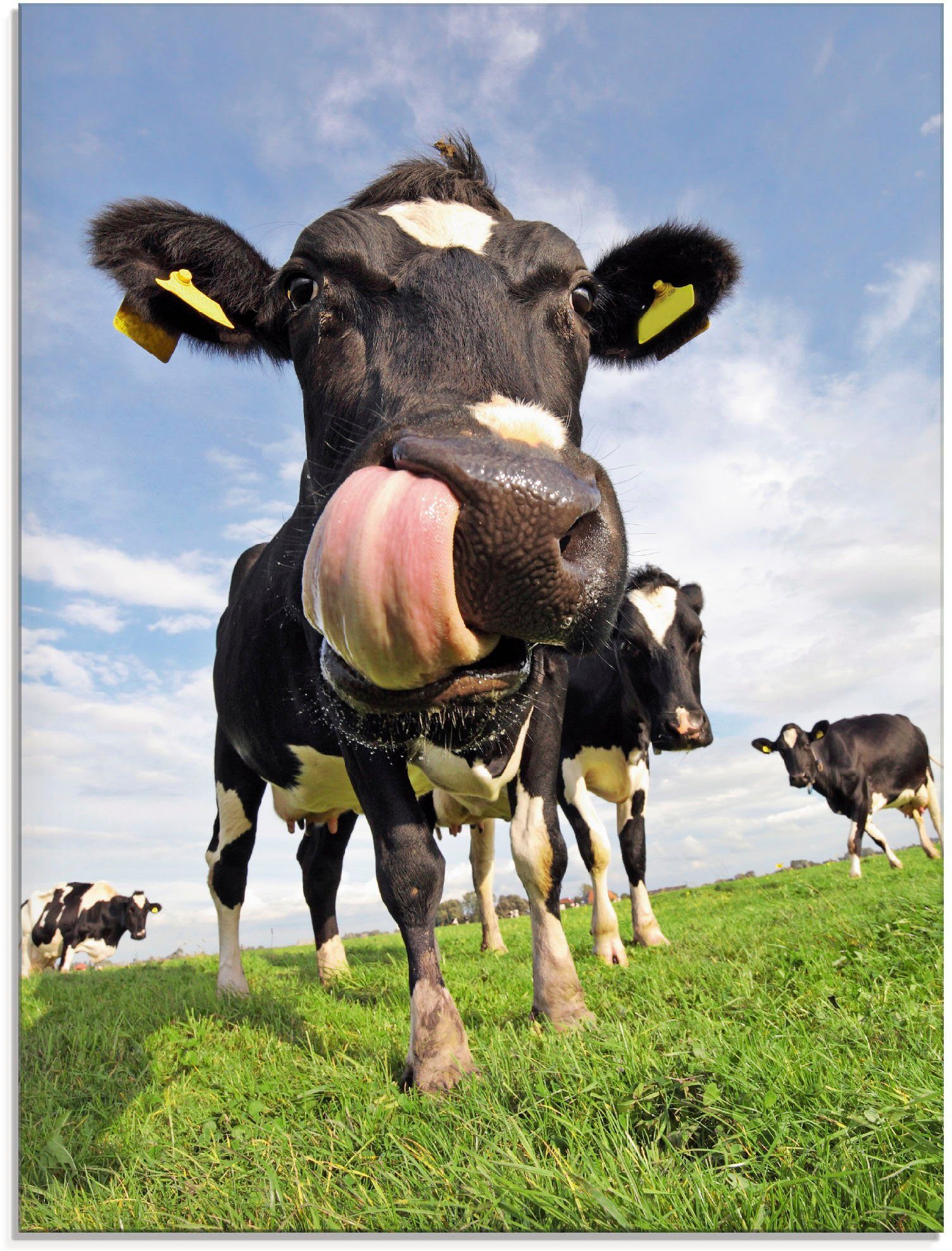 Artland Print op glas Holstein-koe met enorme tong (1 stuk)