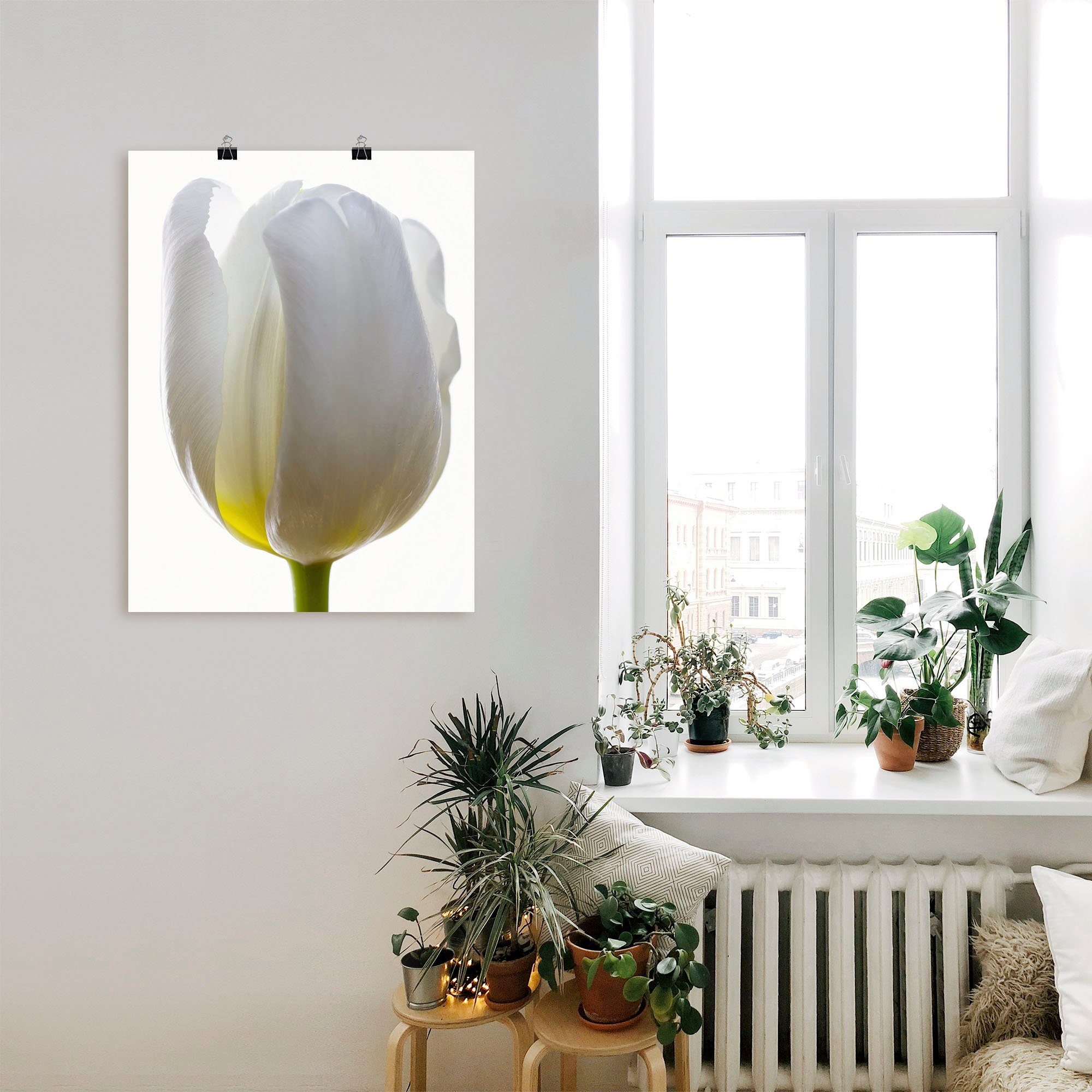 Artland Poster Witte tulp als artprint van aluminium, artprint op linnen, muursticker of poster in verschillende maten