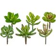 creativ green kunstplant vetplanten set van 12 (12 stuks) groen