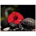 artland print op glas hibiscus stilleven (1 stuk) zwart