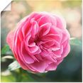 artland artprint roze roos in tegenlicht in vele afmetingen  productsoorten -artprint op linnen, poster, muursticker - wandfolie ook geschikt voor de badkamer (1 stuk) roze