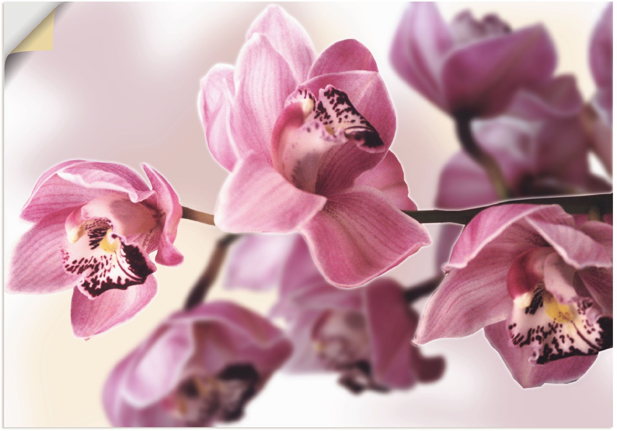 Artland Artprint Roze orchidee in vele afmetingen & productsoorten - artprint van aluminium / artprint voor buiten, artprint op linnen, poster, muursticker / wandfolie ook geschikt