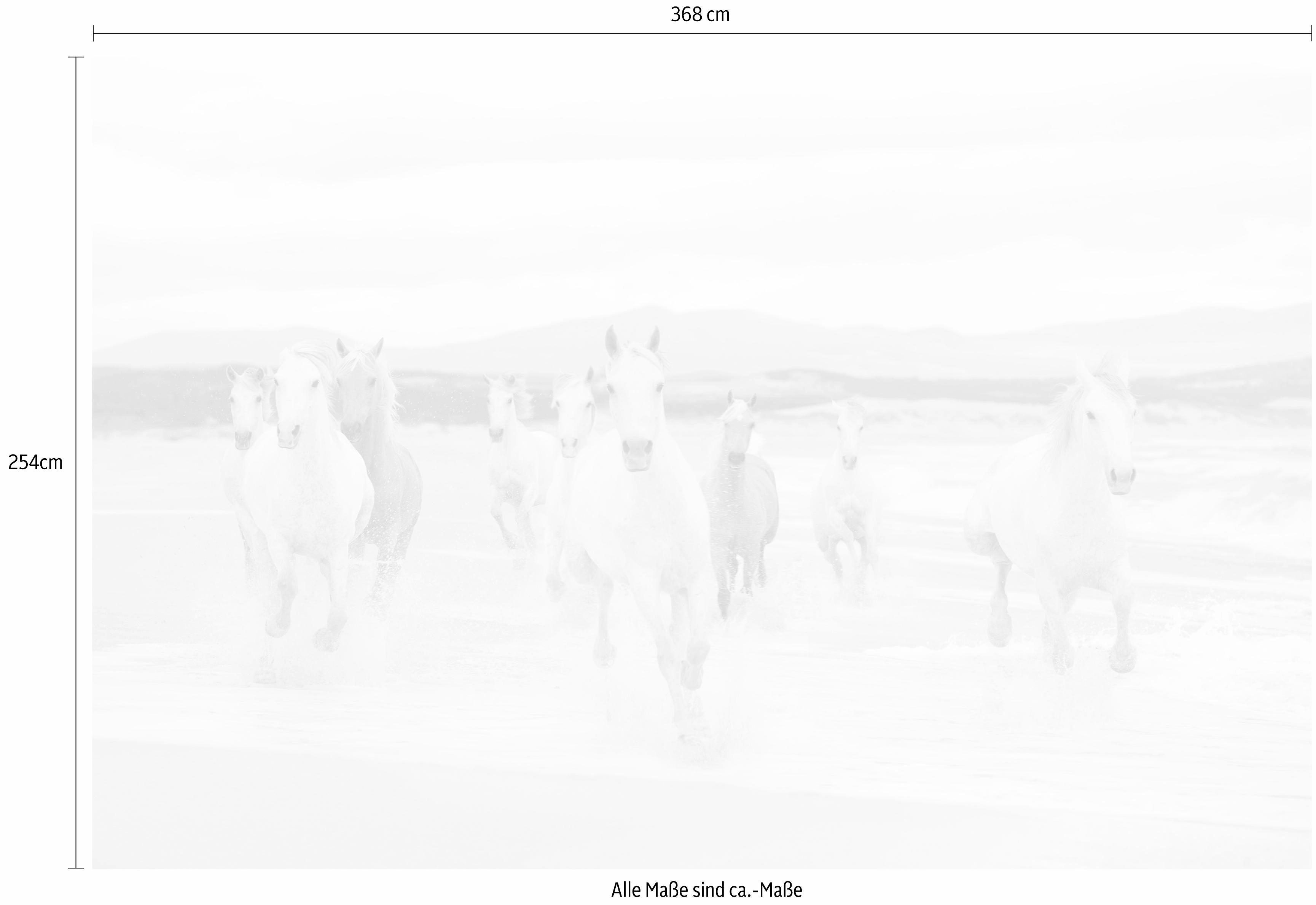 Komar Fotobehang White Horses - Afmeting 368 x 254 cm (set)