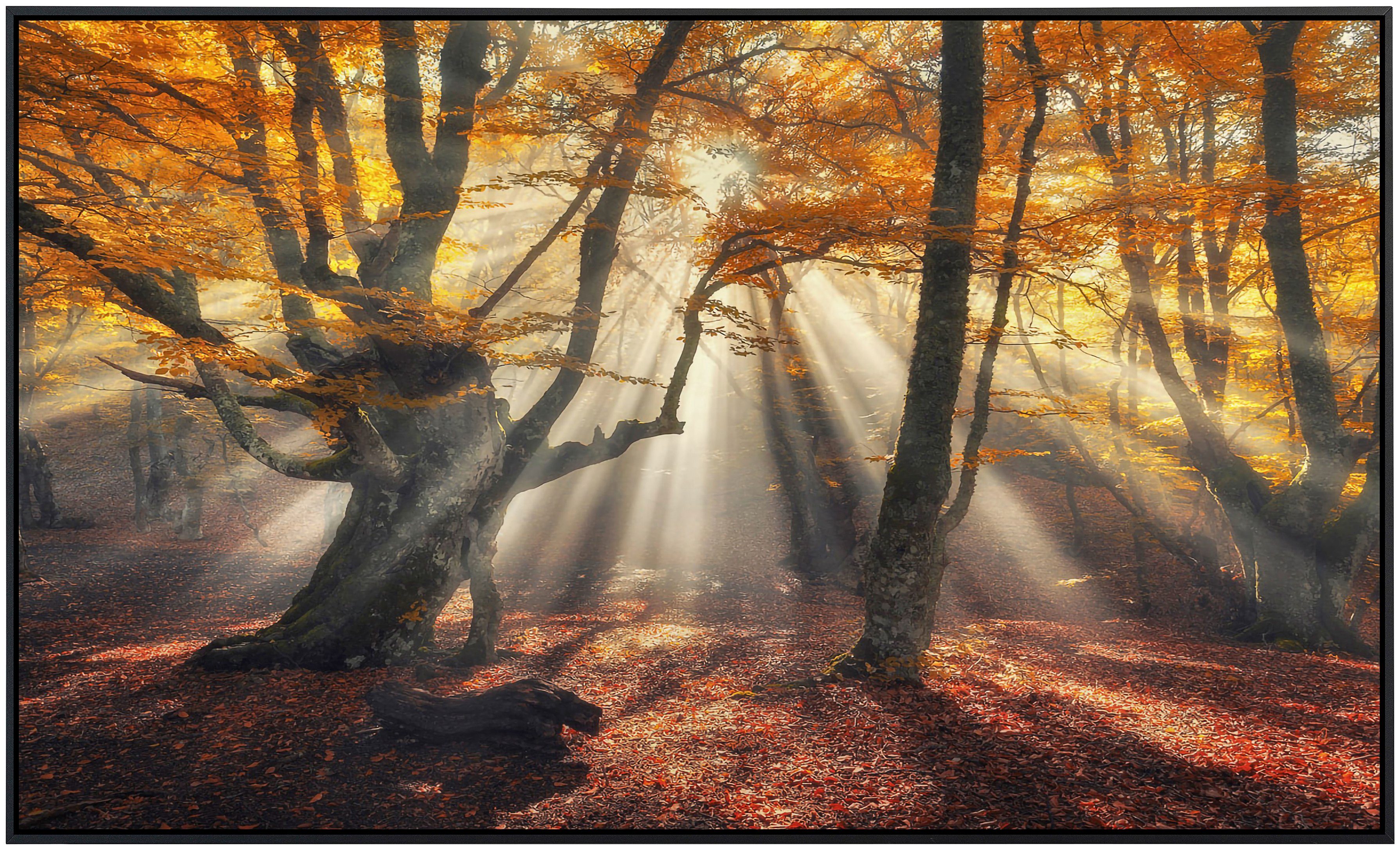 Papermoon Infraroodverwarming Magische oude bomen zeer aangename stralingswarmte