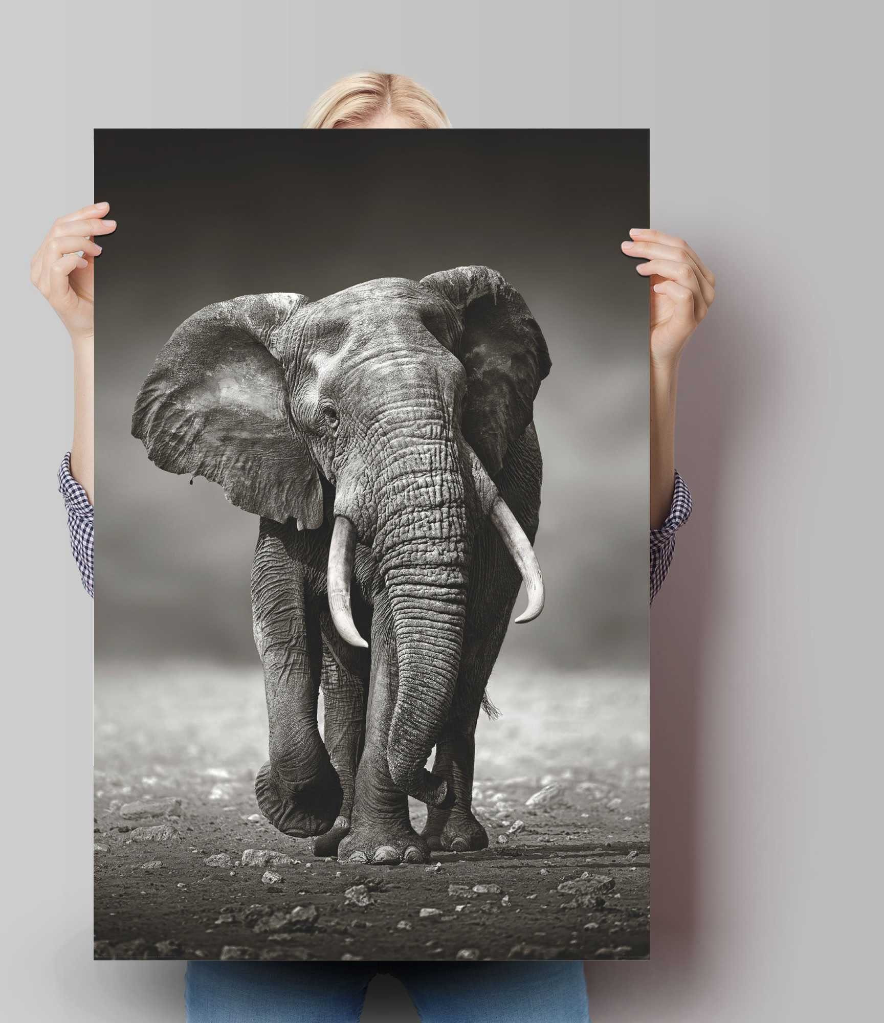 Reinders! Poster olifant wandeling