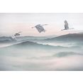 komar fotobehang vliestapete mystic cranes 400 x 280 cm blauw