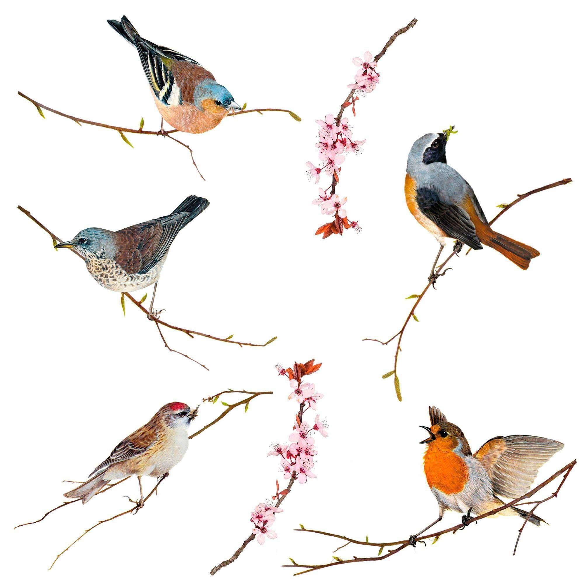 Komar Raamdecoratie Vogels 31x31 cm, zelfklevend (12 stuks)