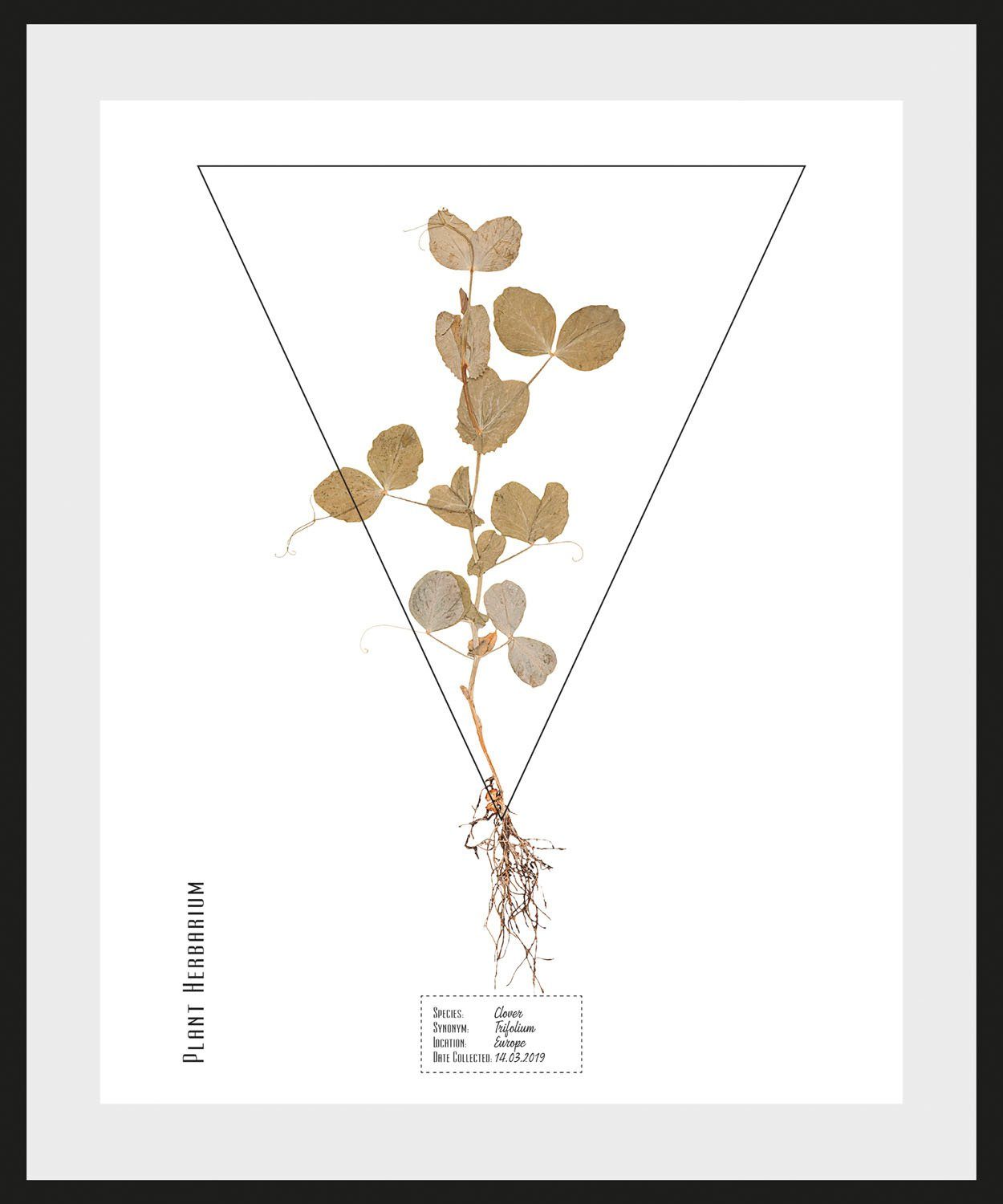 queence Wanddecoratie Trifolium (1 stuk)