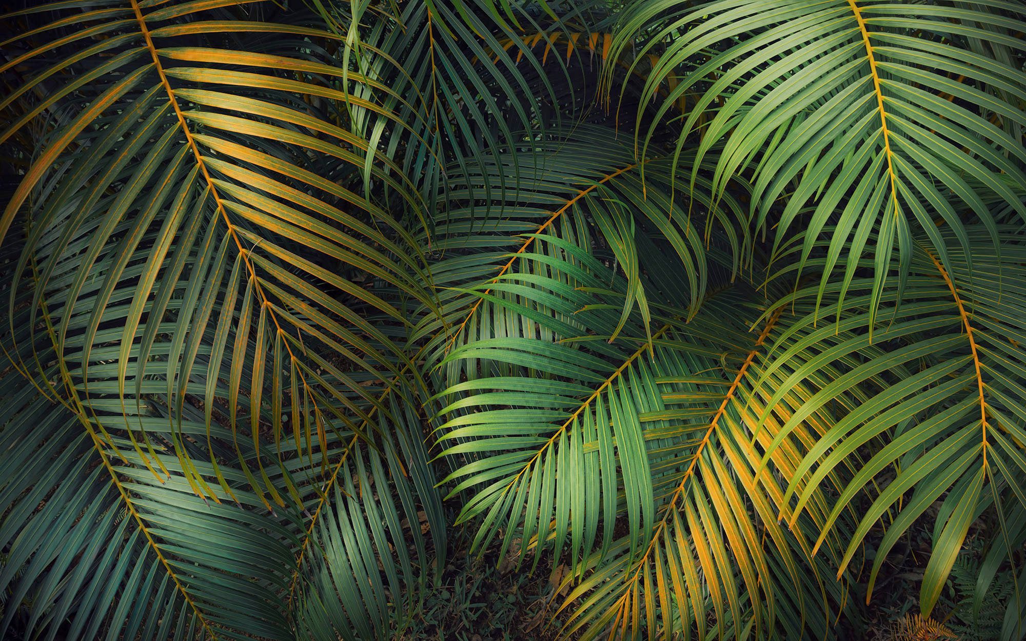 Komar Fotobehang Digitale print vlies - Amazon Fern - Afmeting 400 x 250 cm (1 stuk)