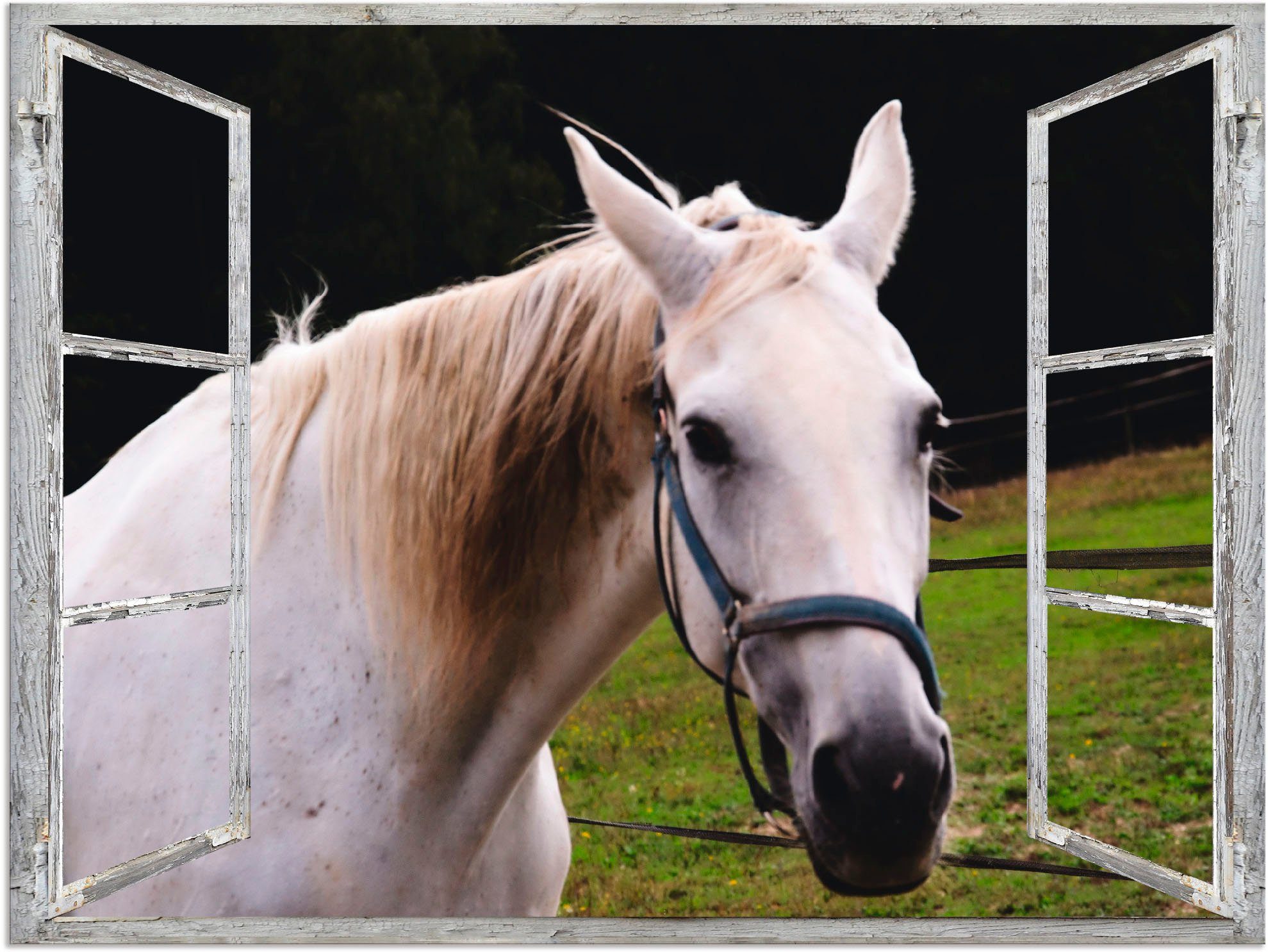 Artland Artprint Blik uit het venster - wit paard in vele afmetingen & productsoorten - artprint van aluminium / artprint voor buiten, artprint op linnen, poster, muursticker / wan