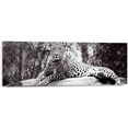 reinders! artprint luipaard liggend ontspannen - gevlekt - krachtig (1 stuk) zwart