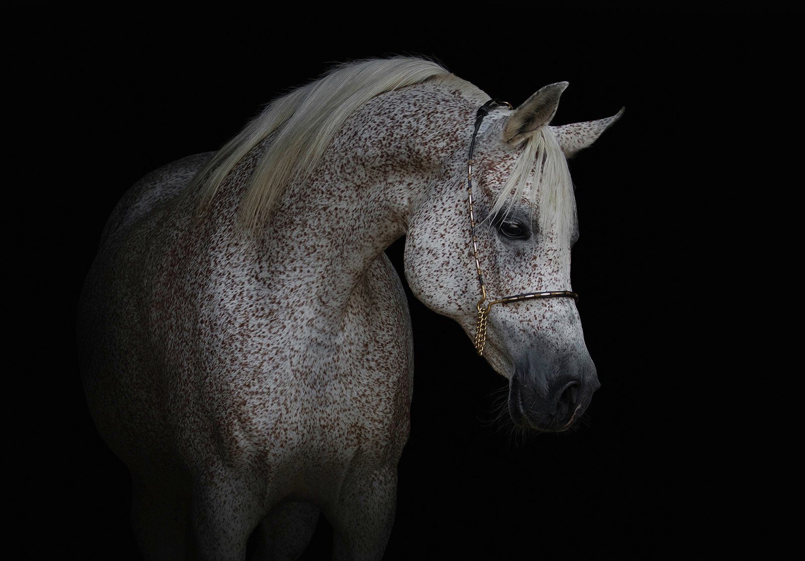 Consalnet Papierbehang Witte paard