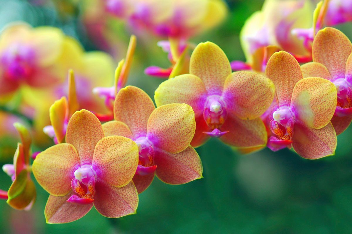 Papermoon Fotobehang Goldene Orchideen