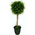 i.ge.a. kunstboom buxusbolboompje in een plastic pot (1 stuk) groen
