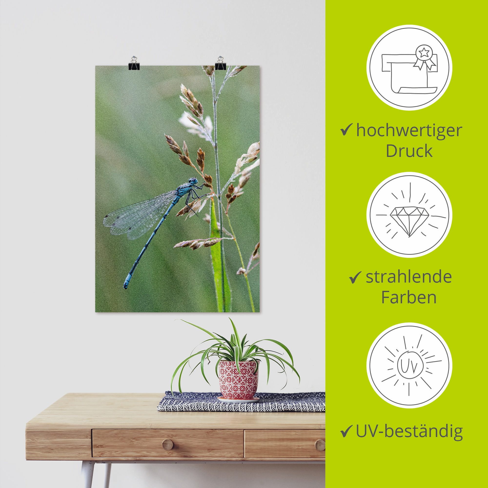 Artland Poster Kleine libelle als artprint van aluminium, artprint op linnen, muursticker of poster in verschillende maten