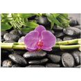 reinders! poster orchidee (1 stuk) roze